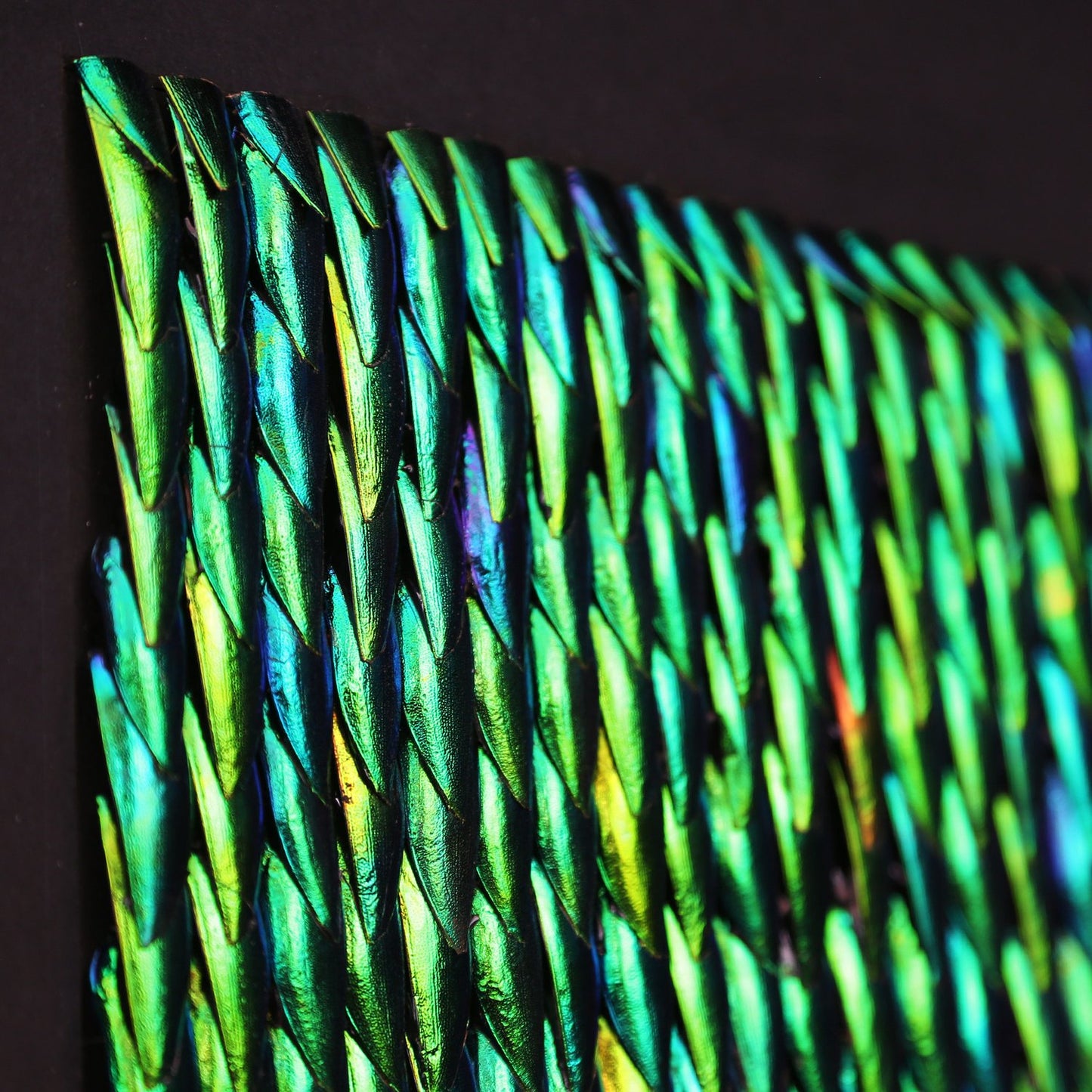 Lucia Metamorphosis Elytra Beetle Wing Mosaic