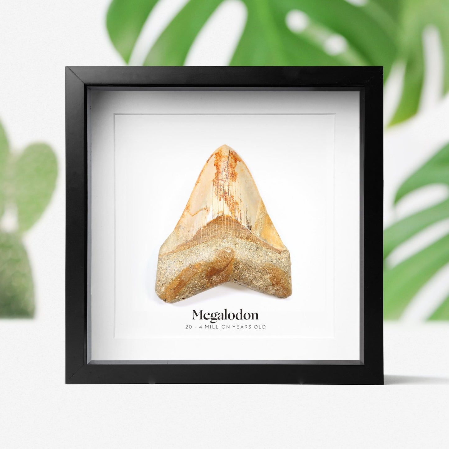 Megalodon Tooth