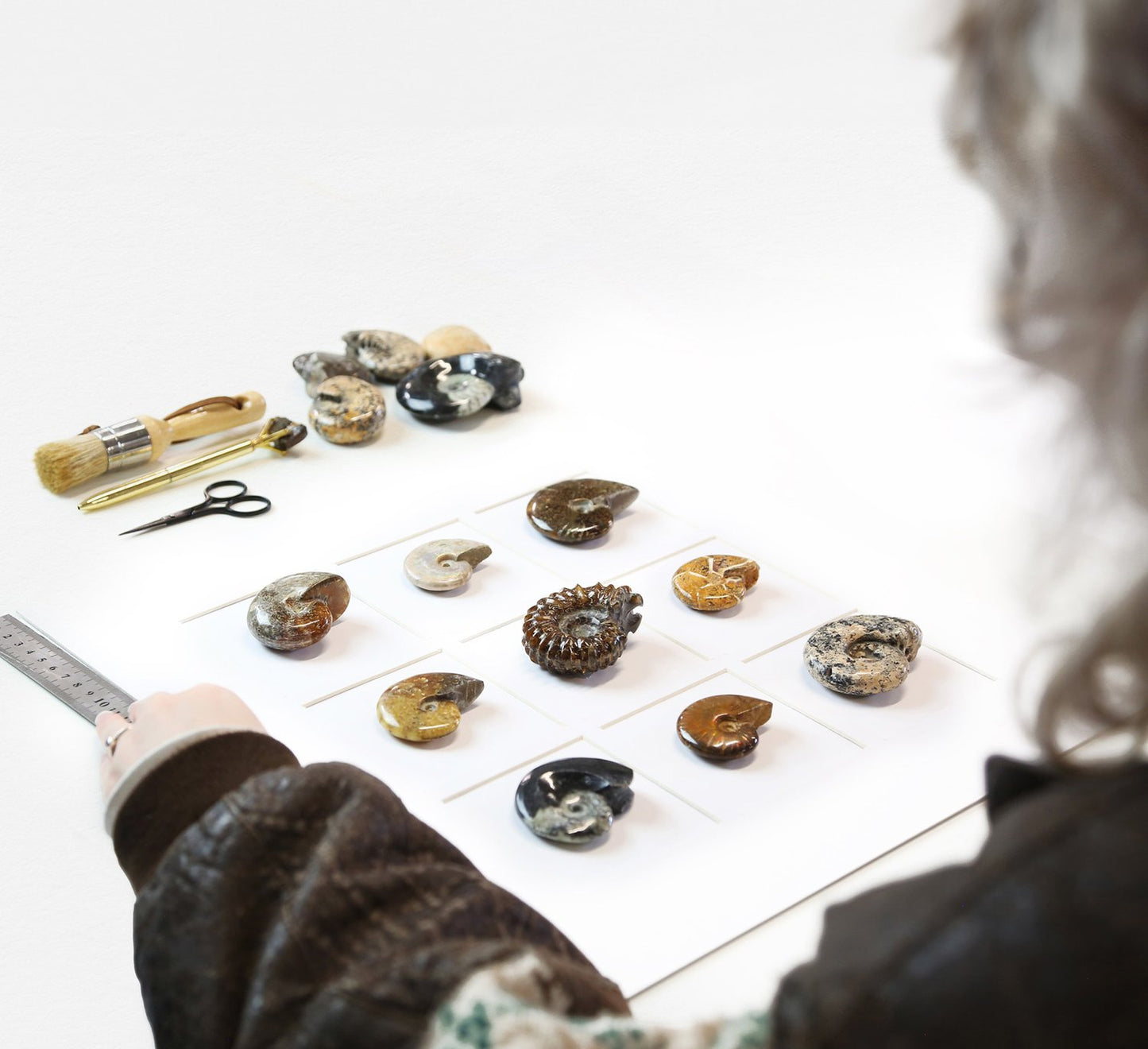Ammonite Myriad
