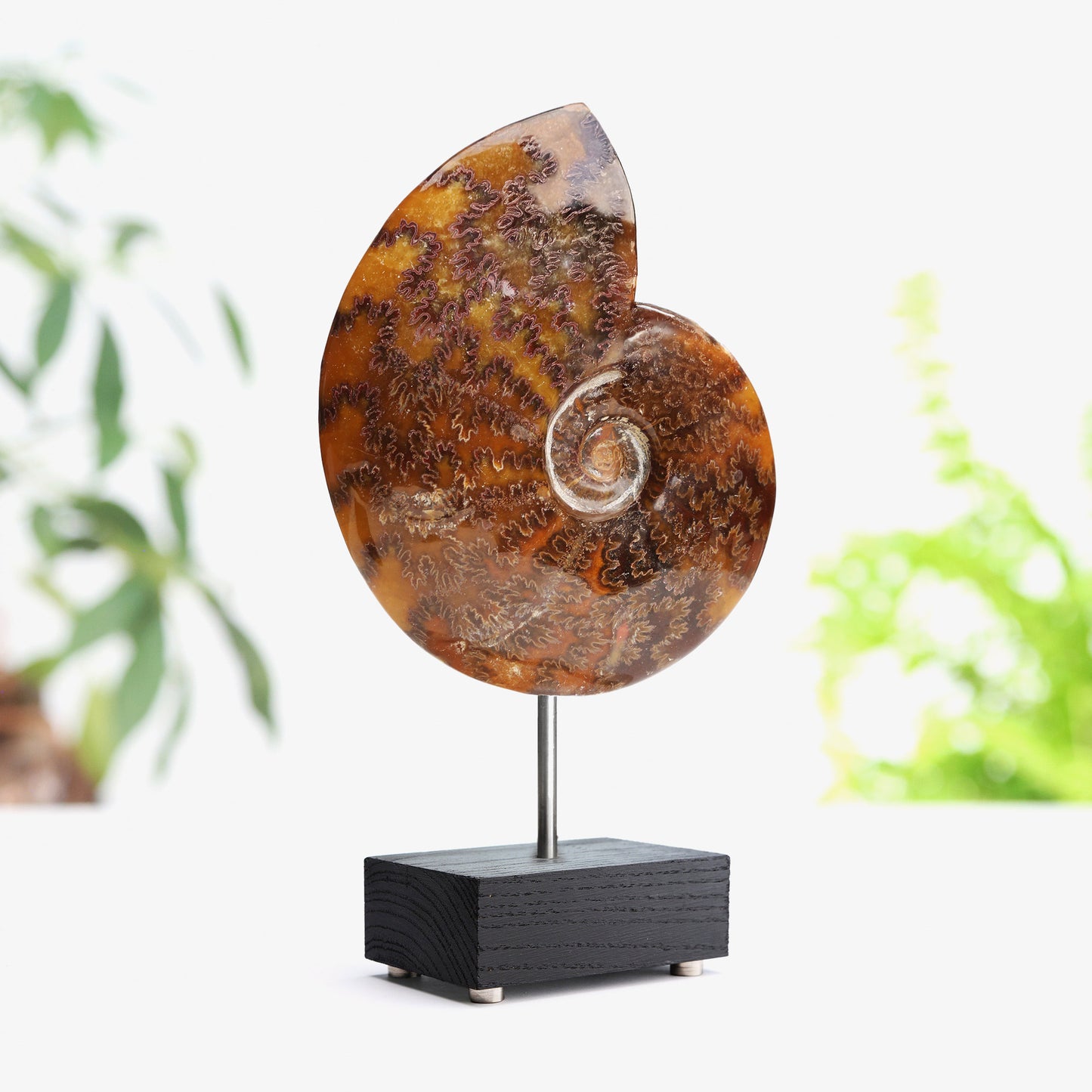 Cleoniceras Ammonite