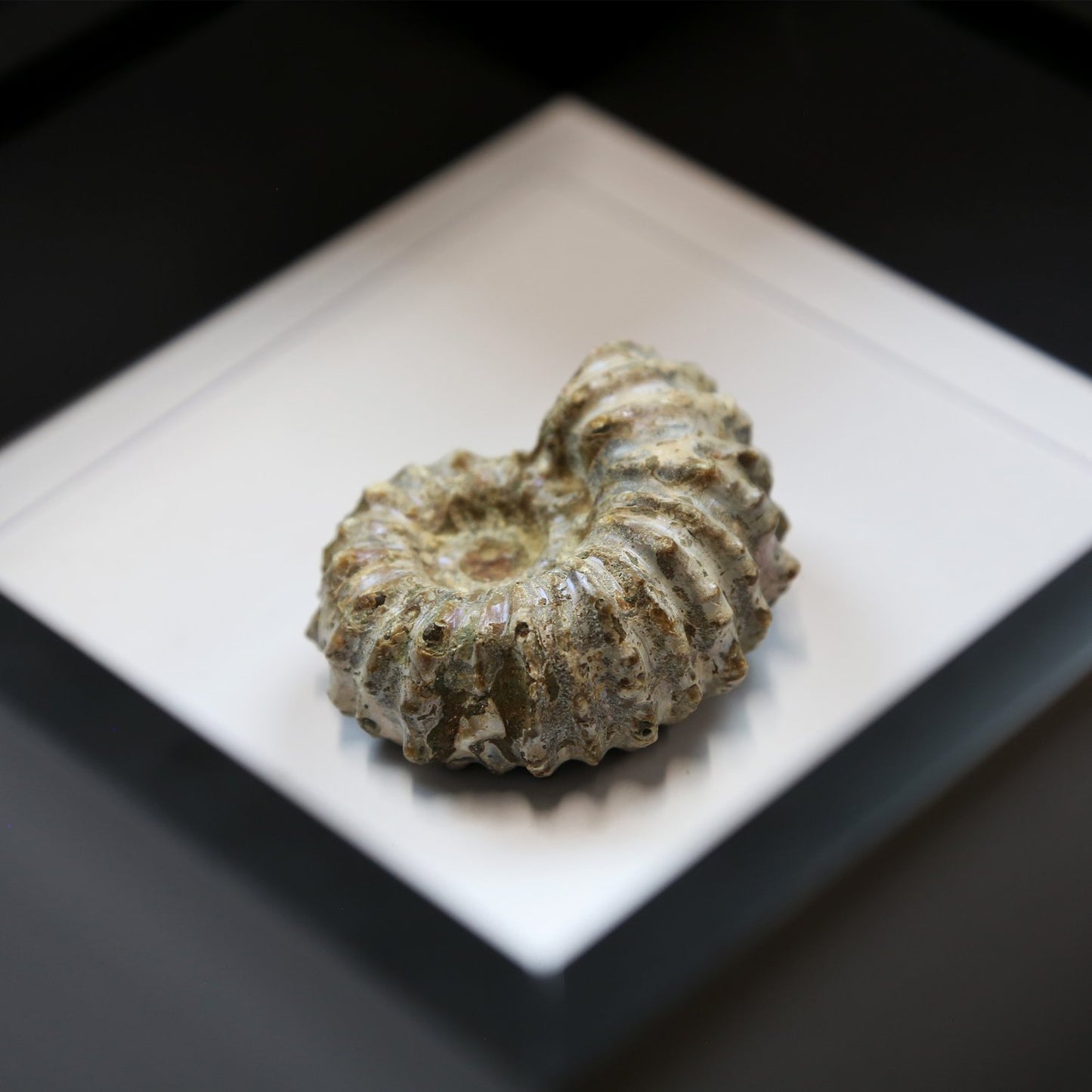 Douvilleceras Ammonite