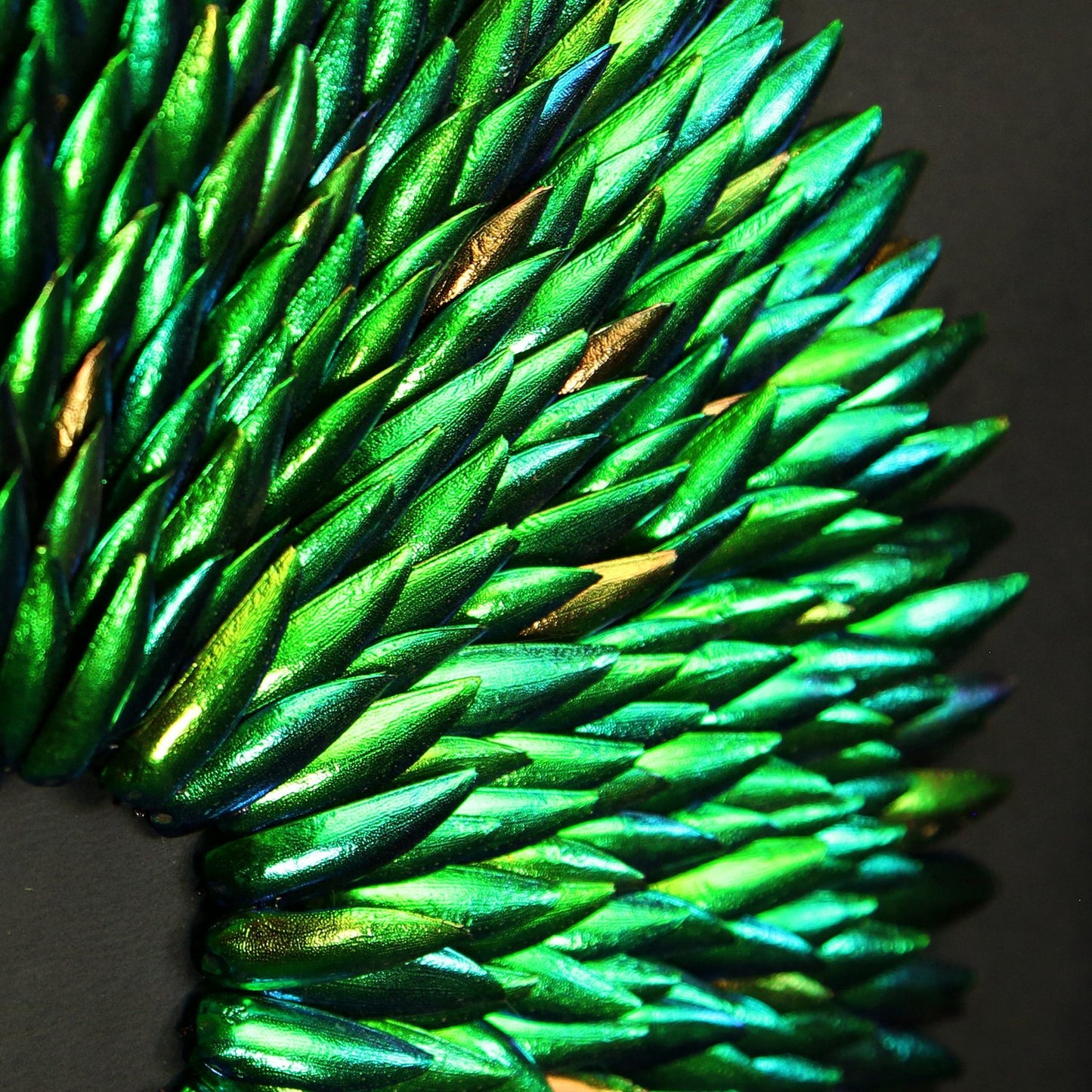 Aurelia Metamorphosis Large Elytra Beetle Wing Mosaic