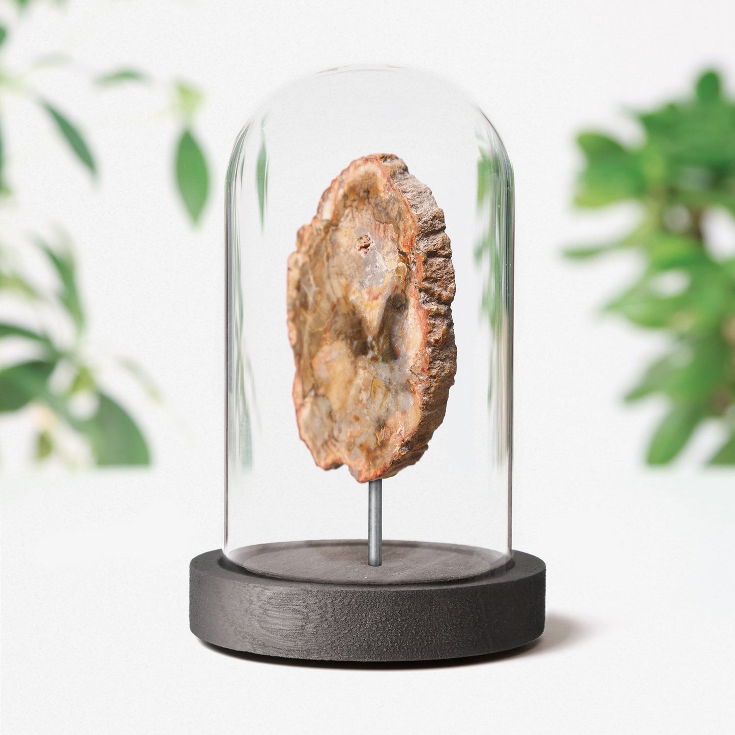 Fossilised Wood