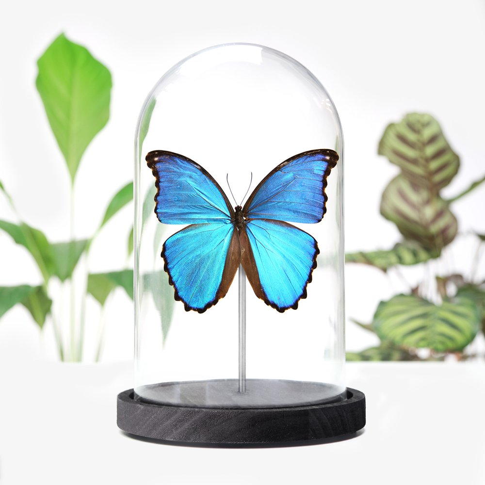 Giant Blue Morpho