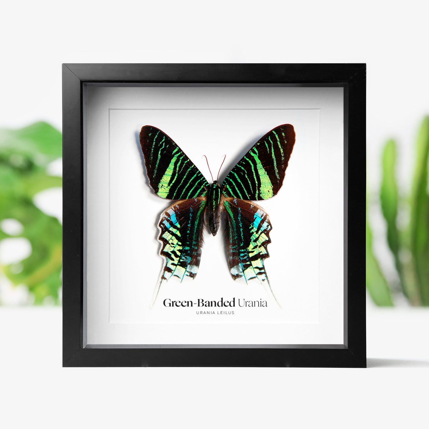 Green-Banded Urania