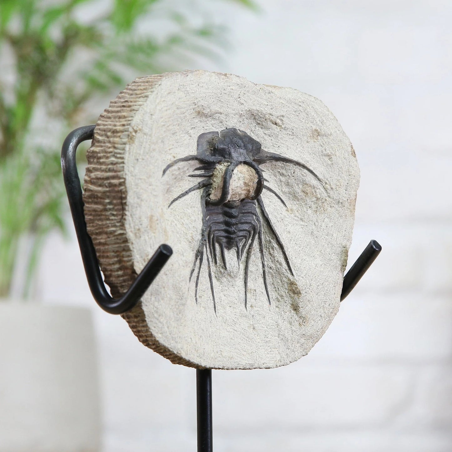 Horned Trilobite