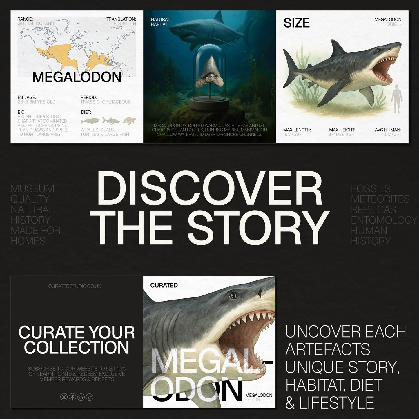 Megalodon Tooth