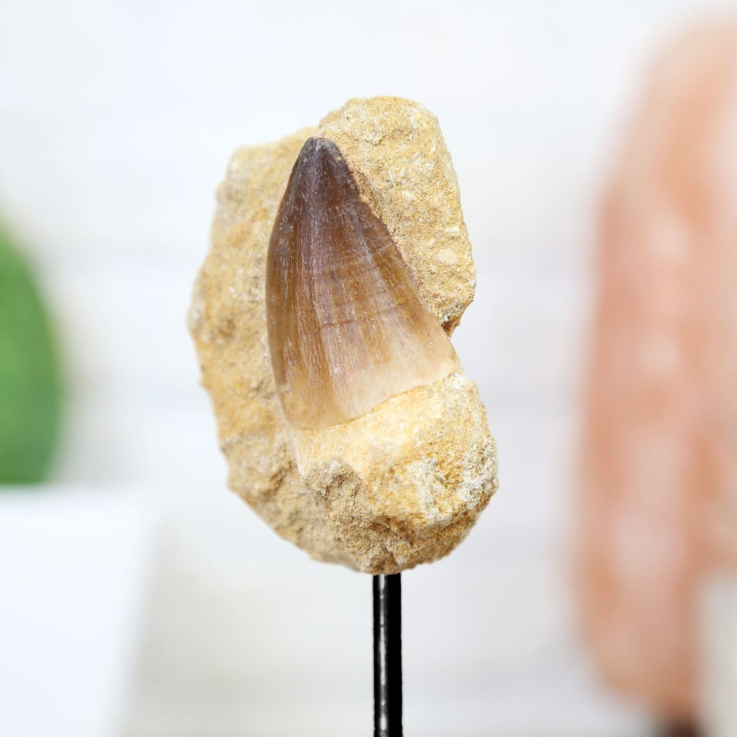 Mosasaur Tooth In Matrix