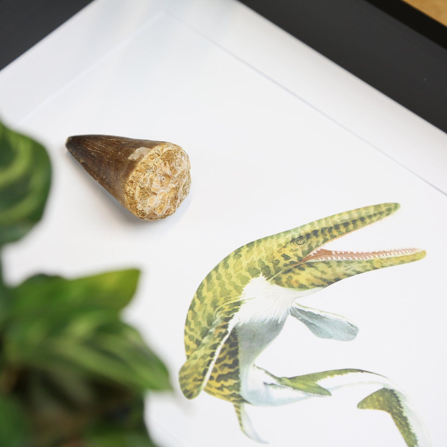 Mosasaur Tooth