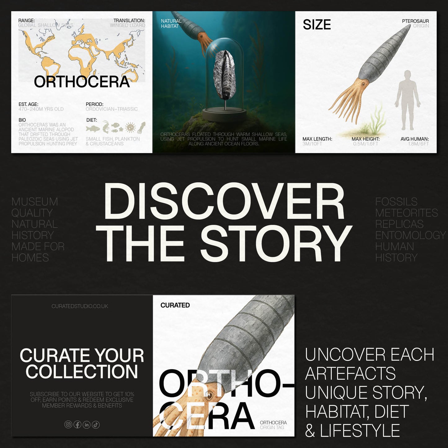 XL Orthocera