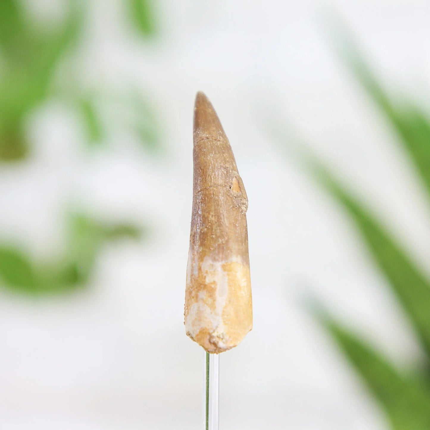 Plesiosaur Tooth