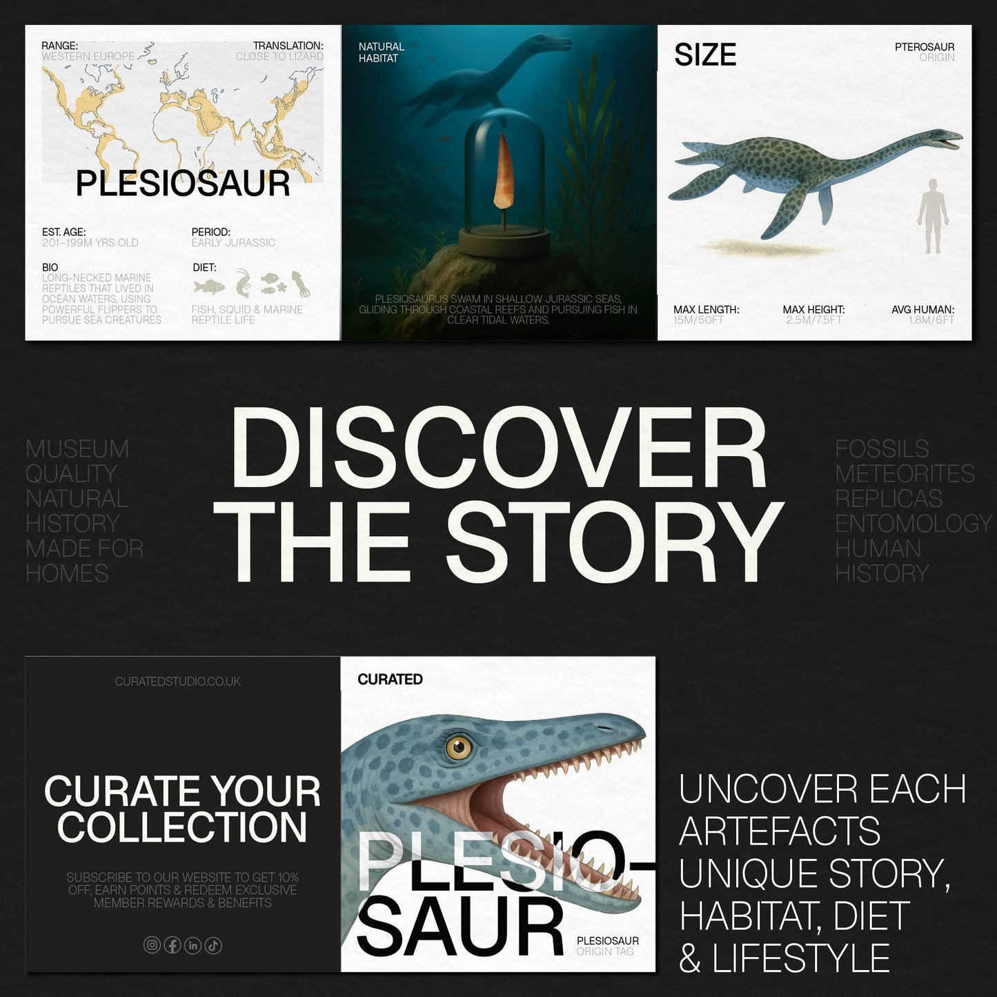 Plesiosaur Bone