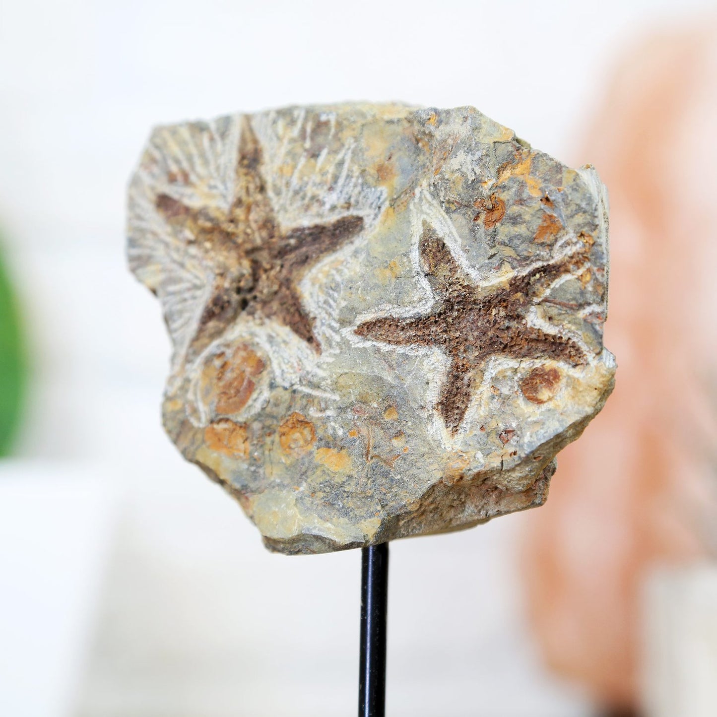 Petraster Starfish