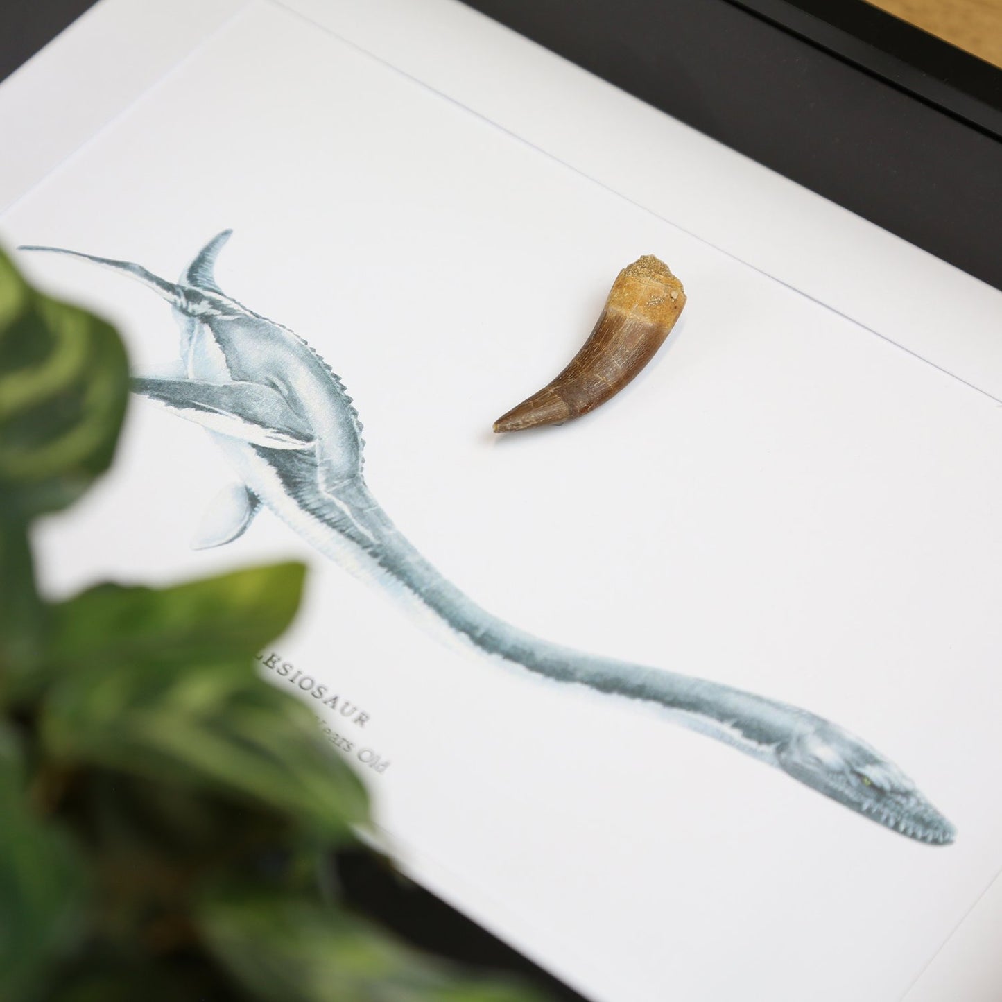 Plesiosaur Tooth