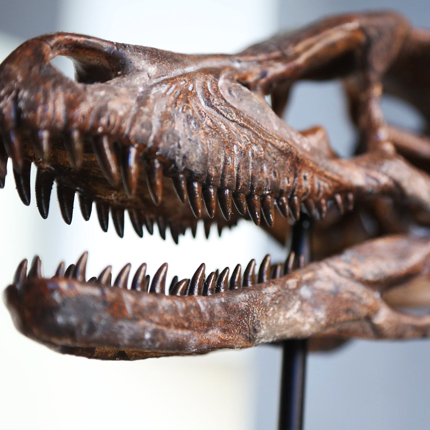 Velociraptor