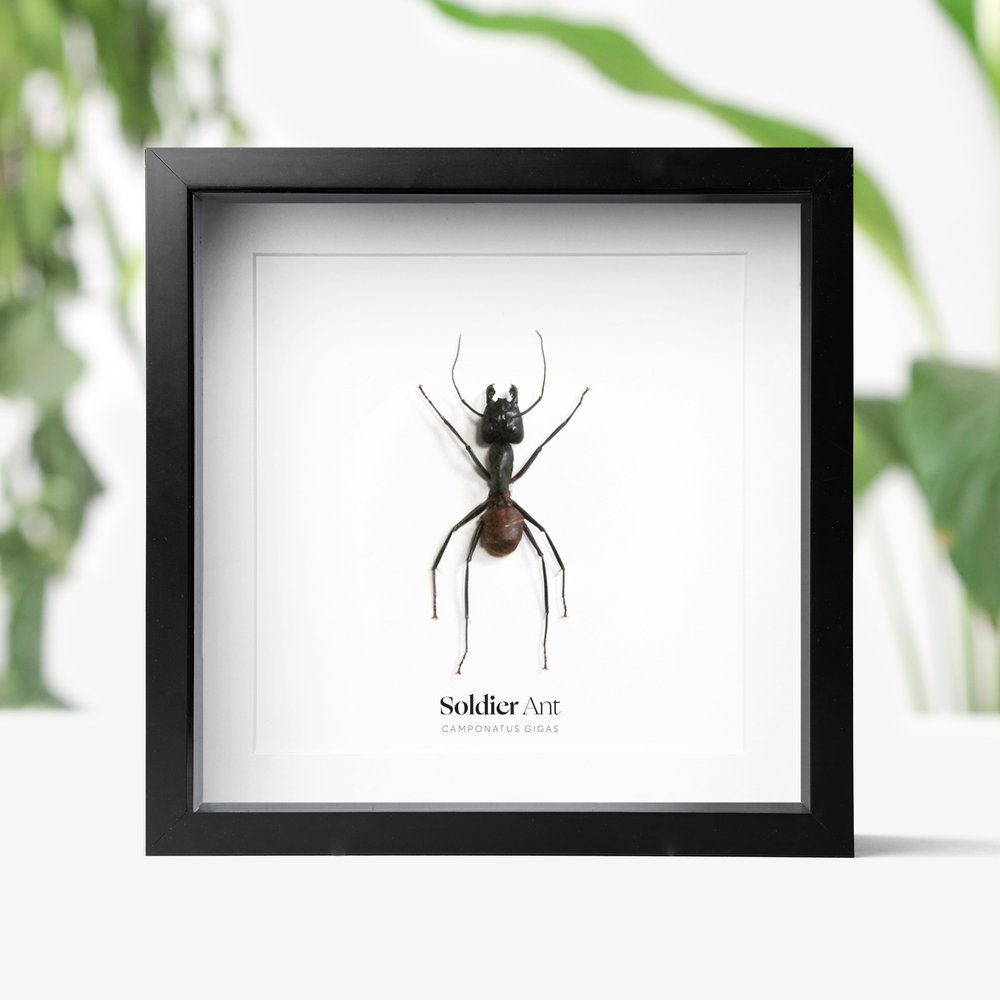 Giant Soldier Ant