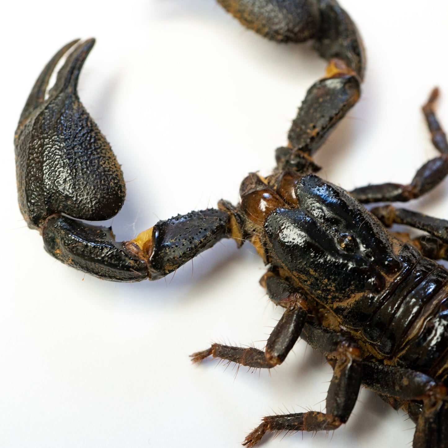 Giant Forest Scorpion