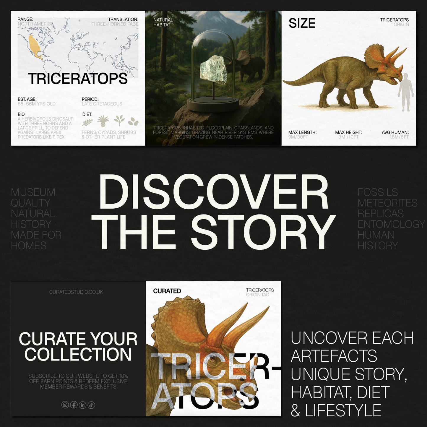 Triceratops Bone