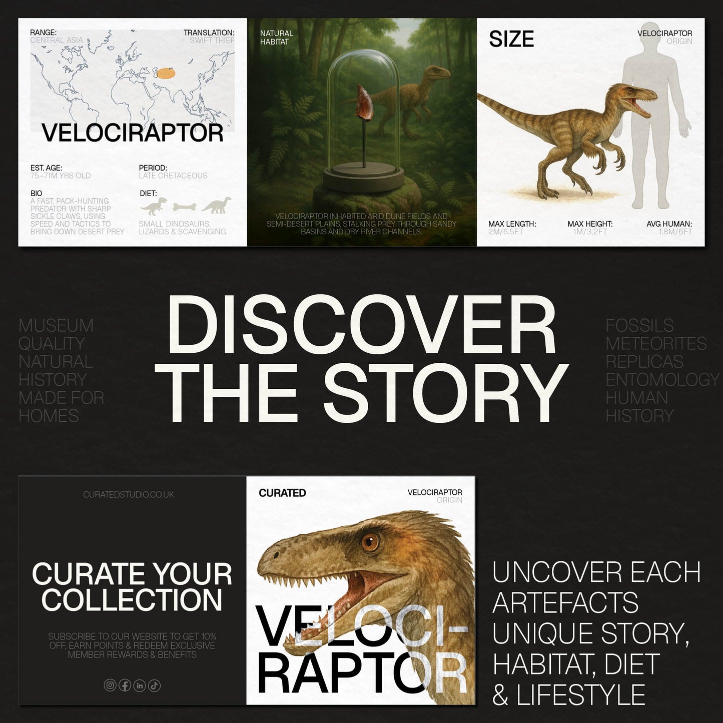 Velociraptor Tooth