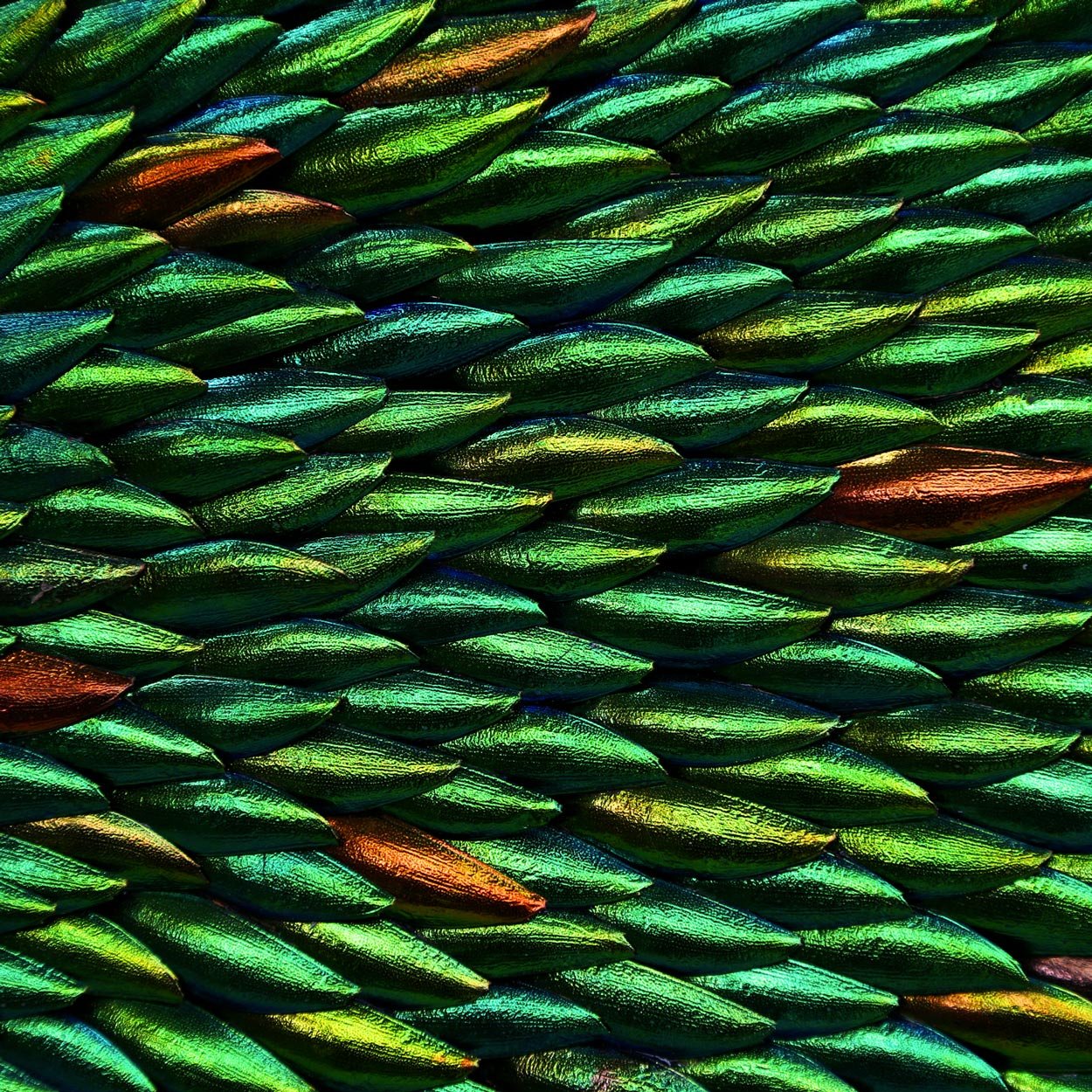 Zeleney Metamorphosis Elytra Beetle Wing Mosaic