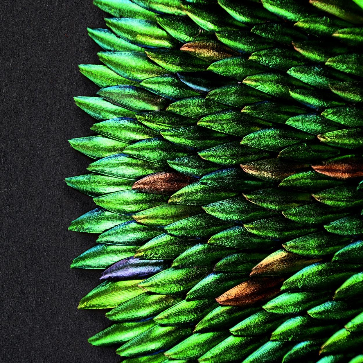 Verthandi Metamorphosis XL Elytra Beetle Wing Mosaic