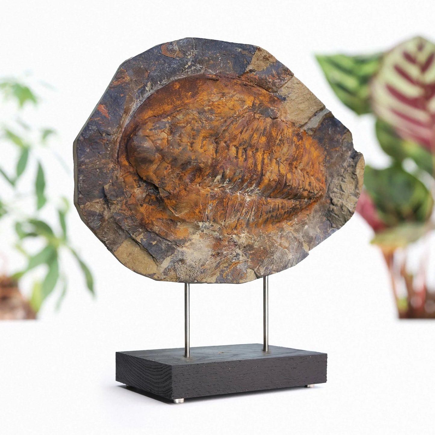 XL Trilobite