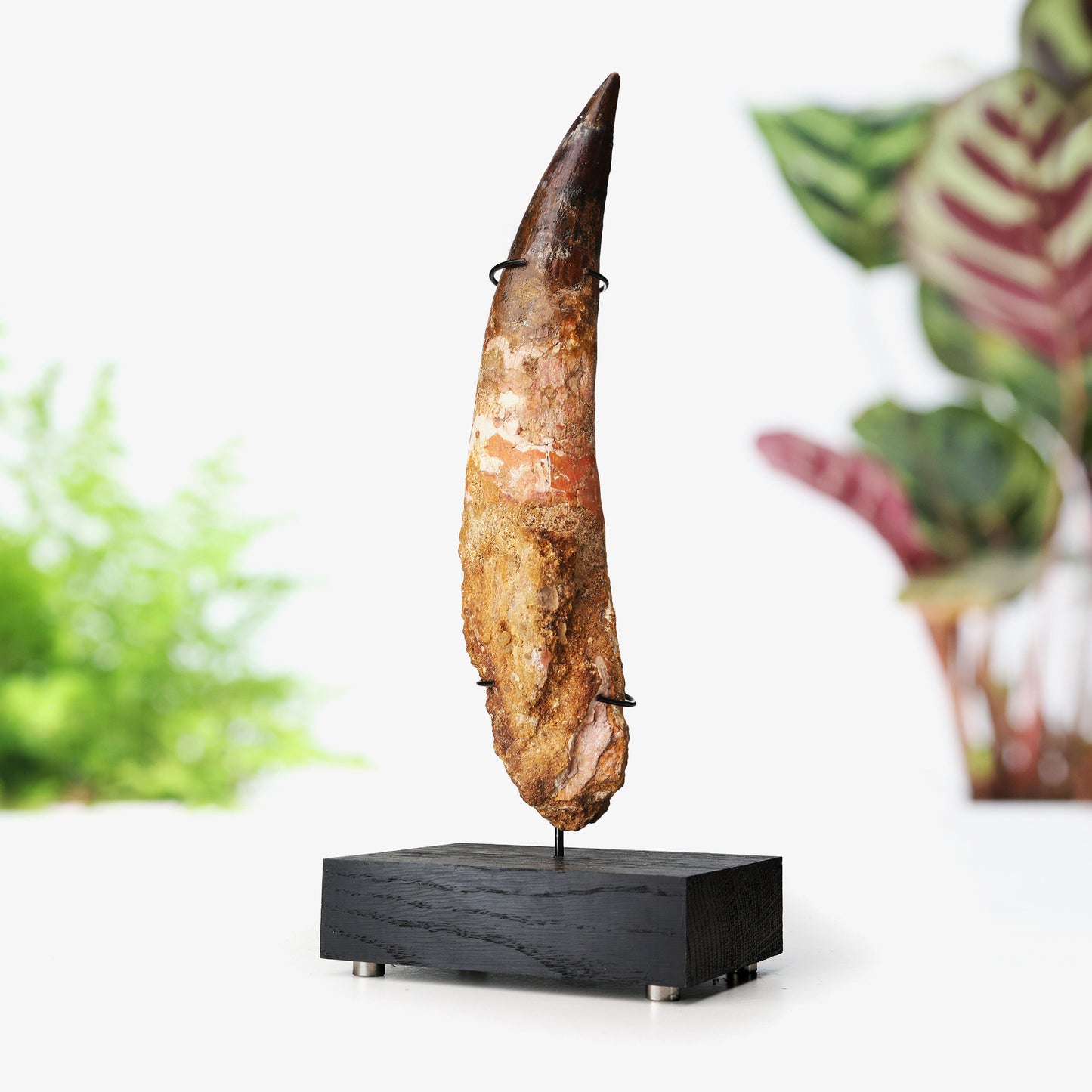 Spinosaurus Tooth