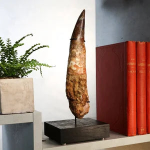 Spinosaurus Tooth
