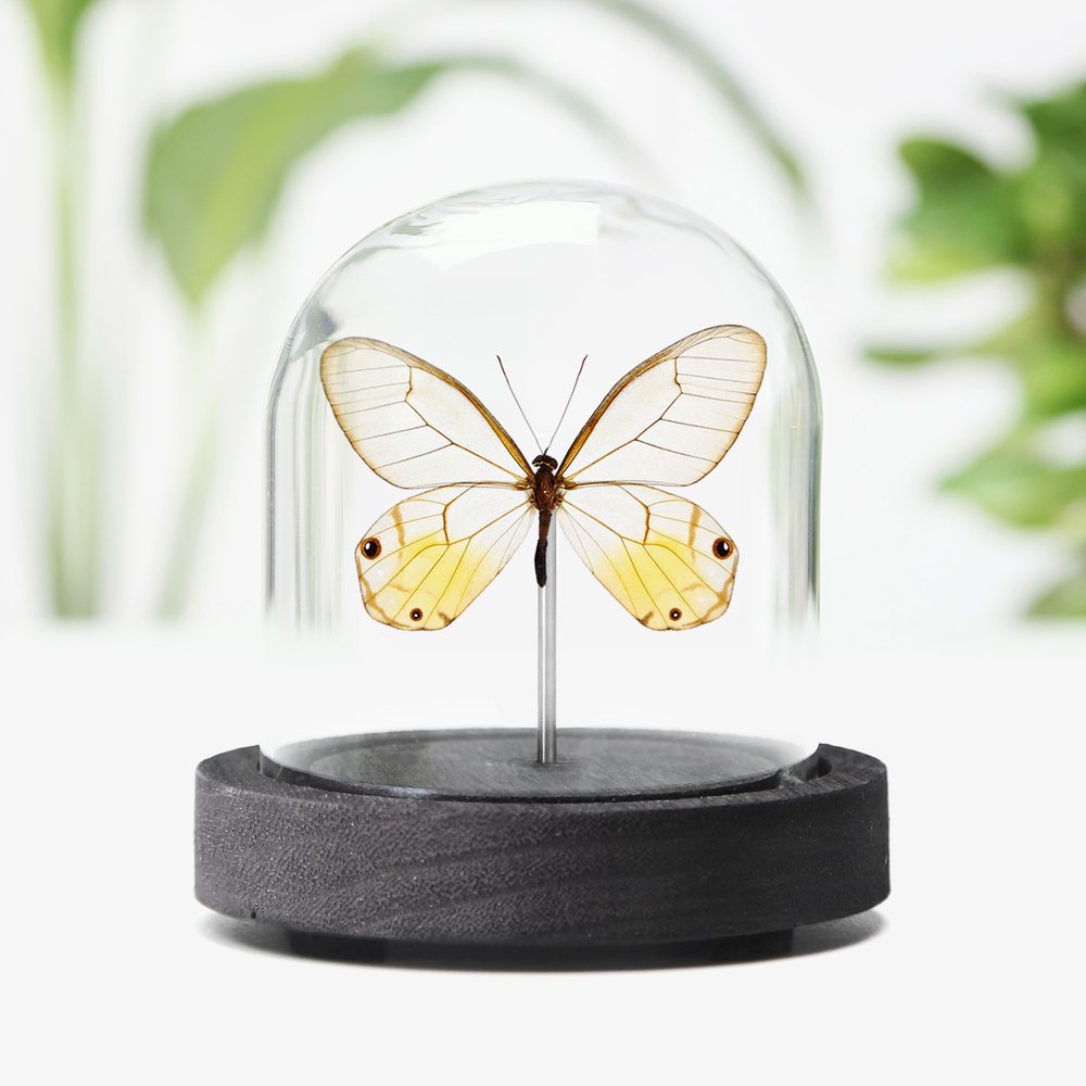 Amber Phantom