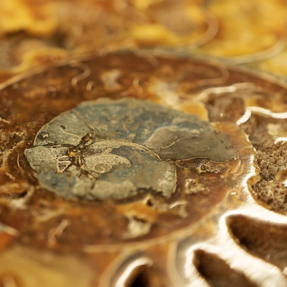 Madagascan Ammonite