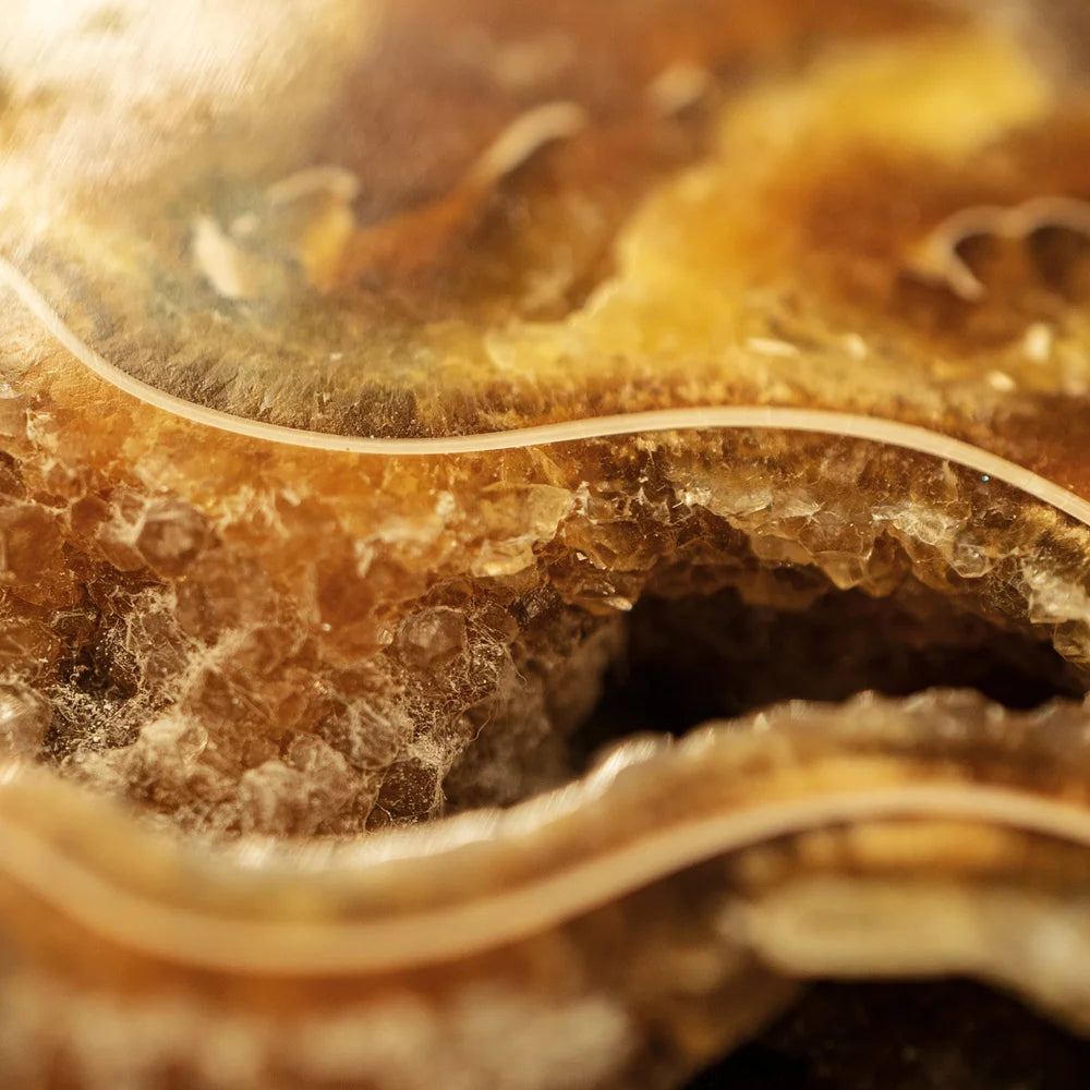 Madagascan Ammonite