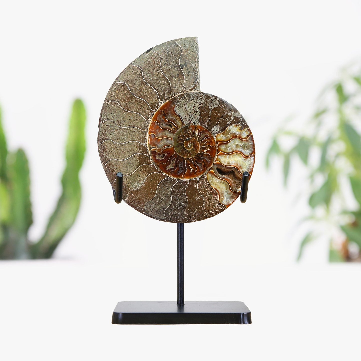 Giant Madagascan Ammonite