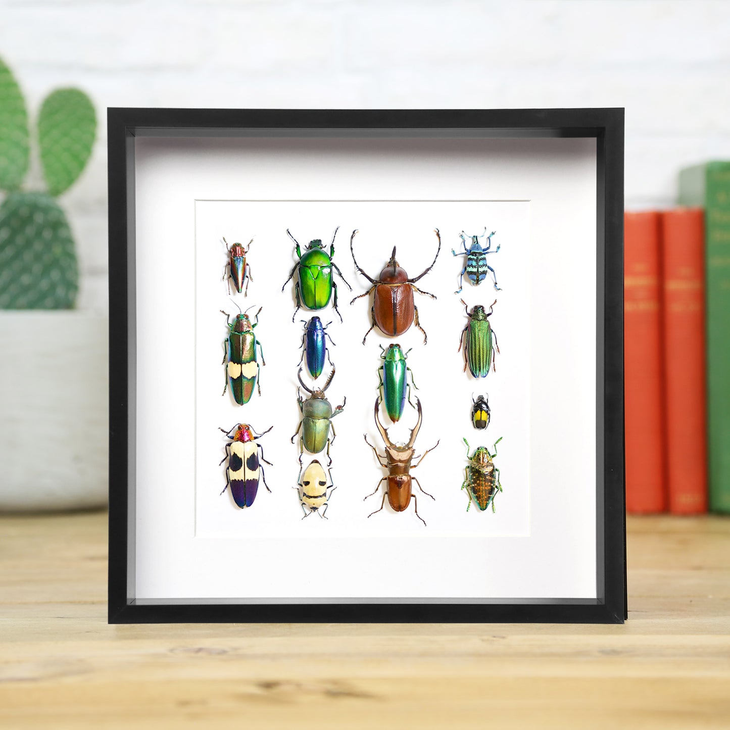 Beetle Collection