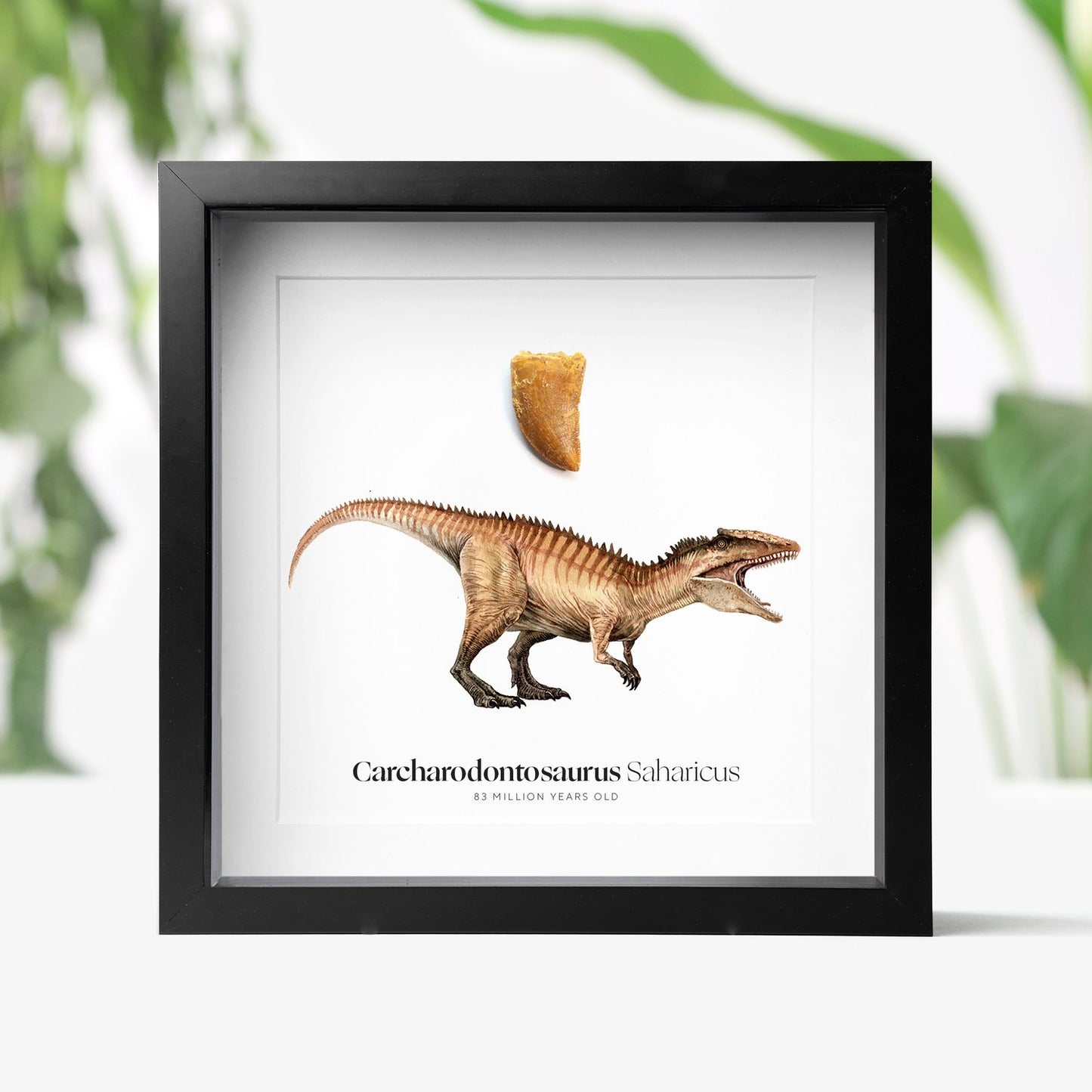 Carcharodontosaurus Tooth