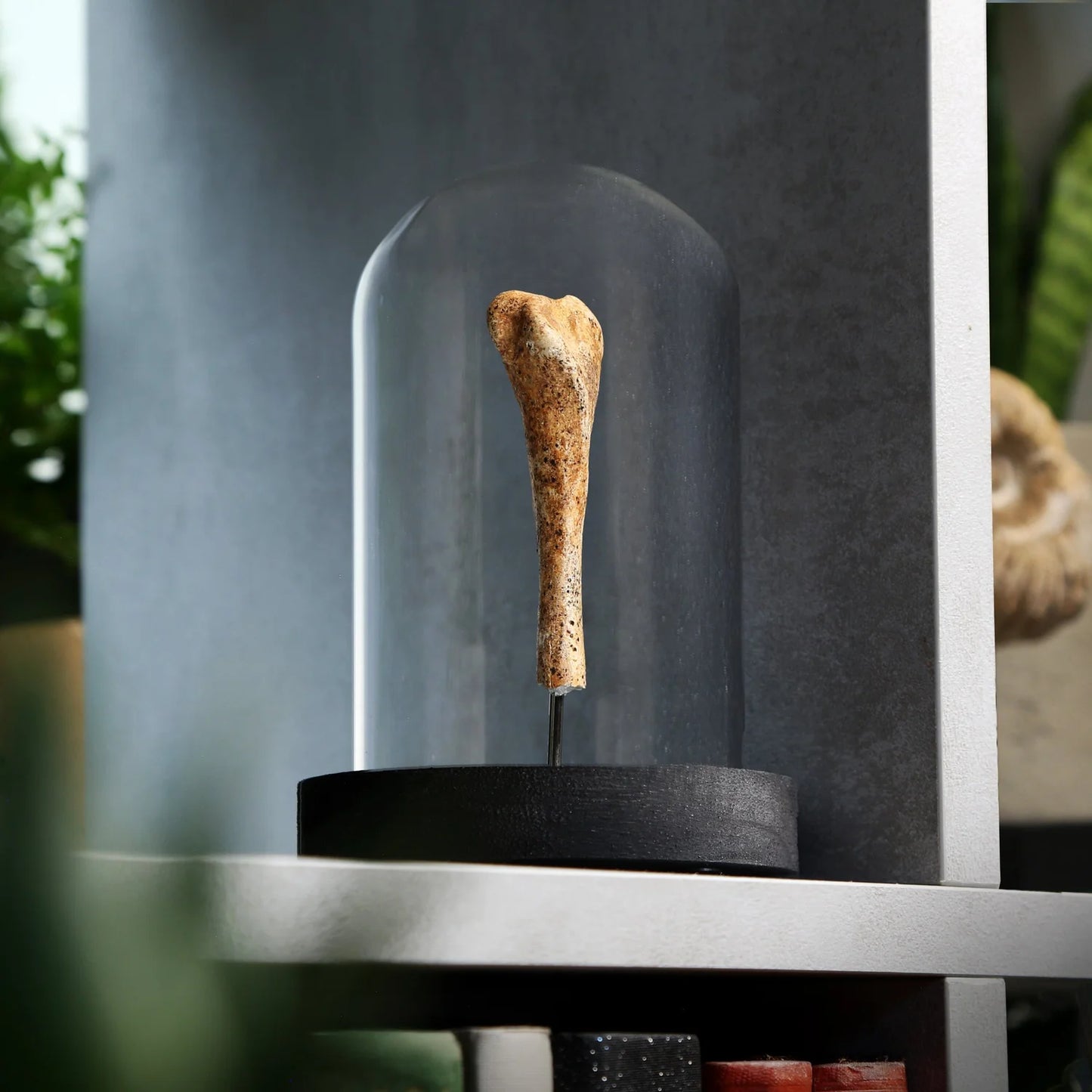 Cave Bear Bone