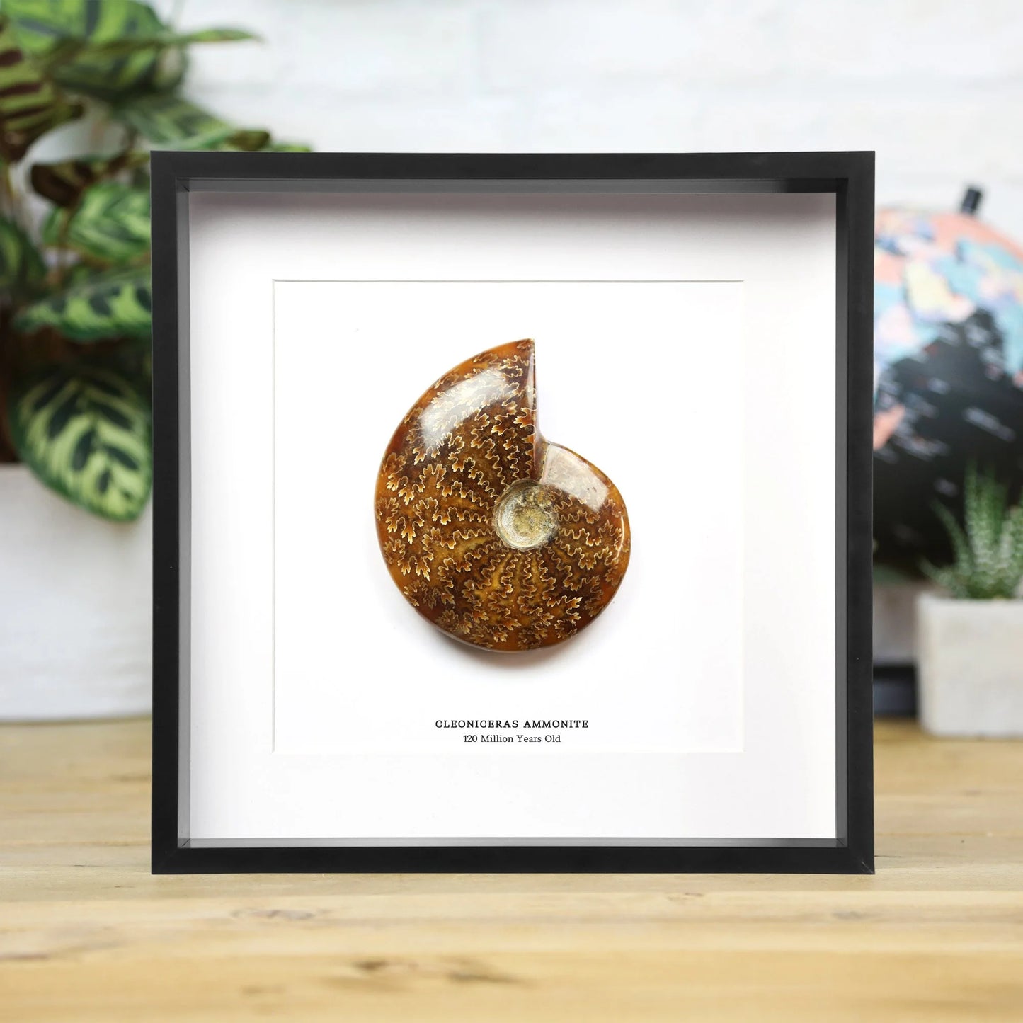 Cleoniceras Ammonite