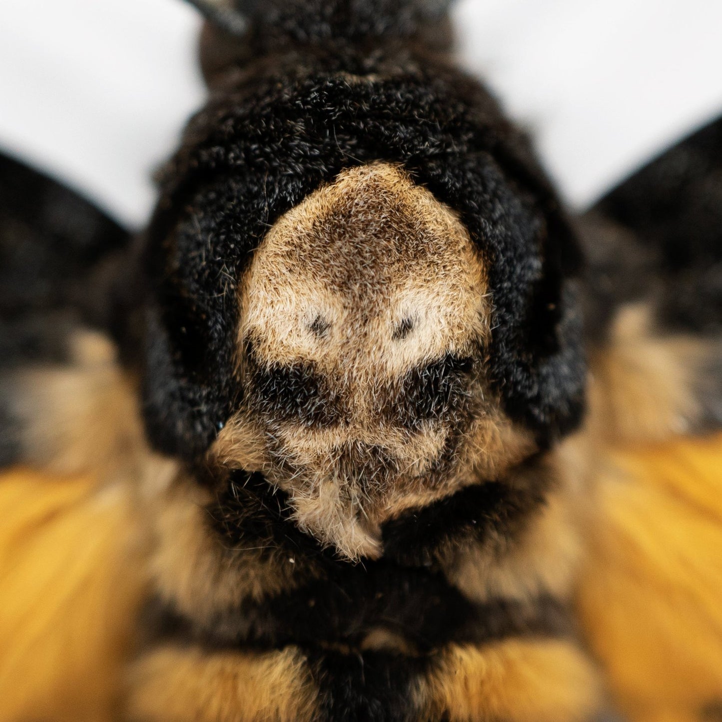 Death's Head Hawkmoth