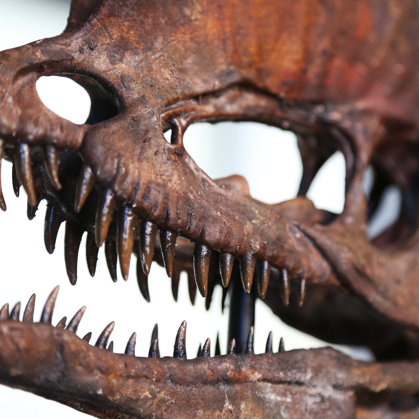 Dilophosaurus