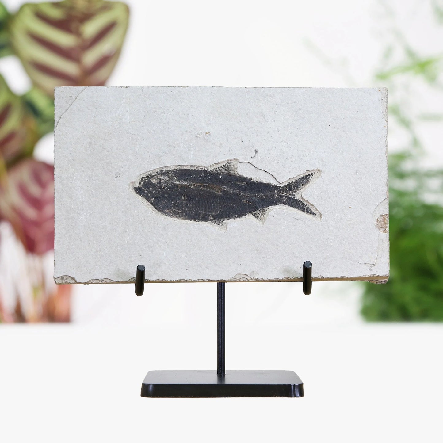 Diplomystus Fossilised Fish