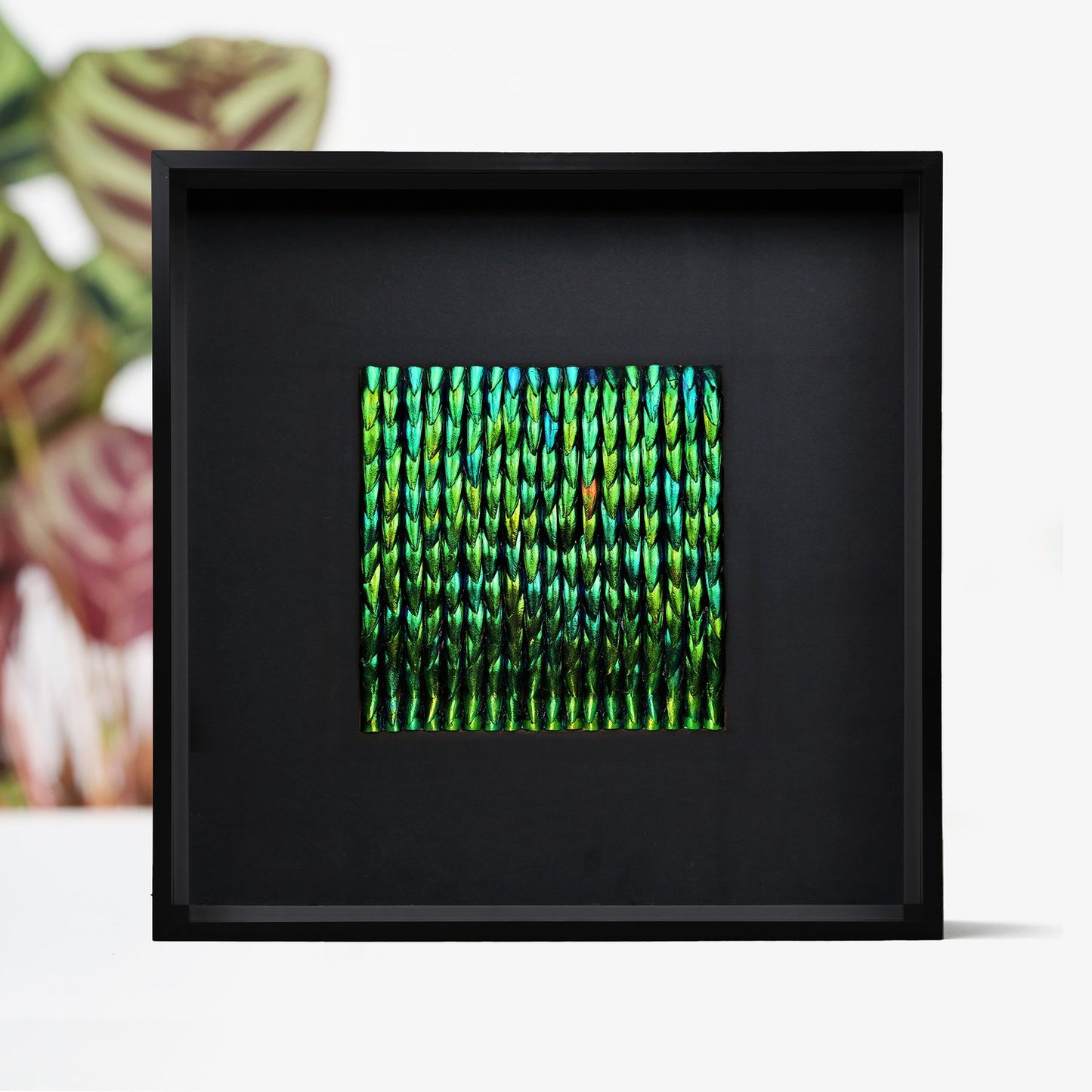 Lucia Metamorphosis Elytra Beetle Wing Mosaic