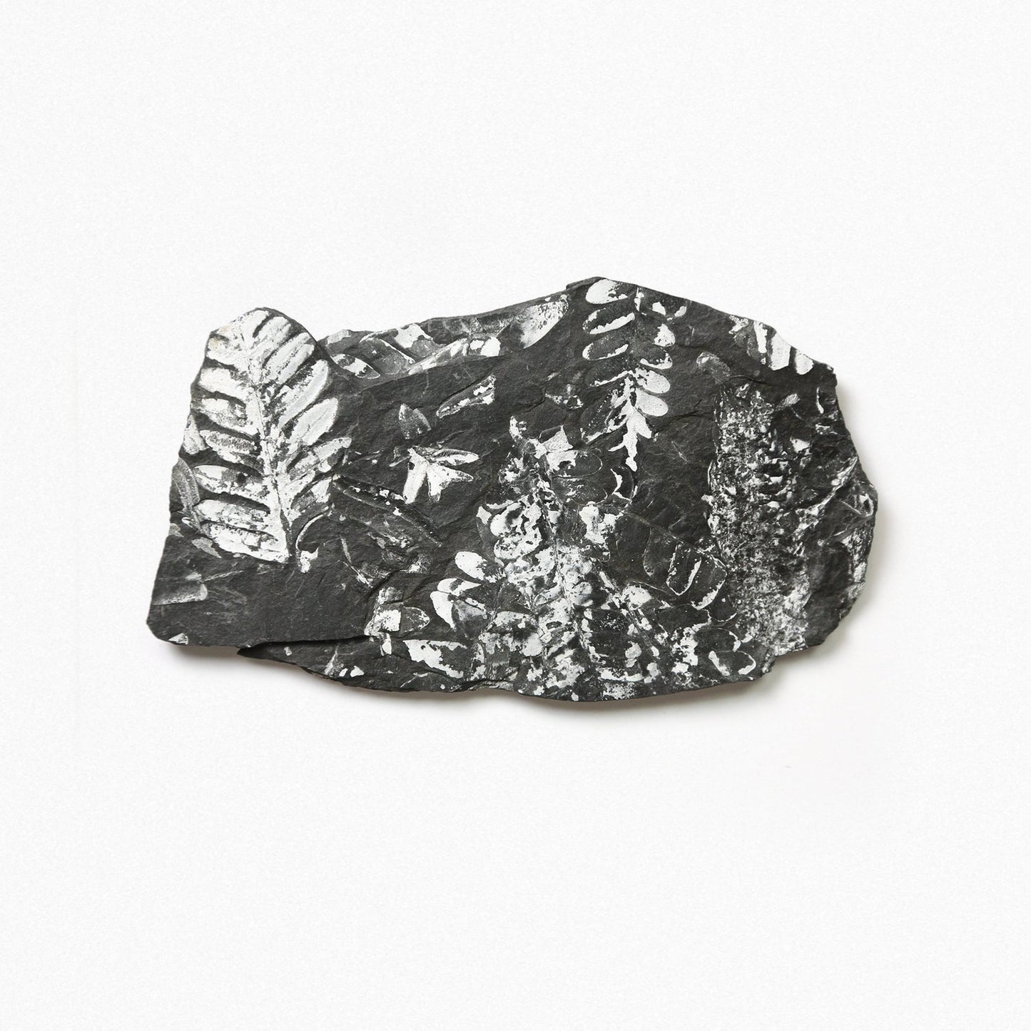 Carboniferous Fern