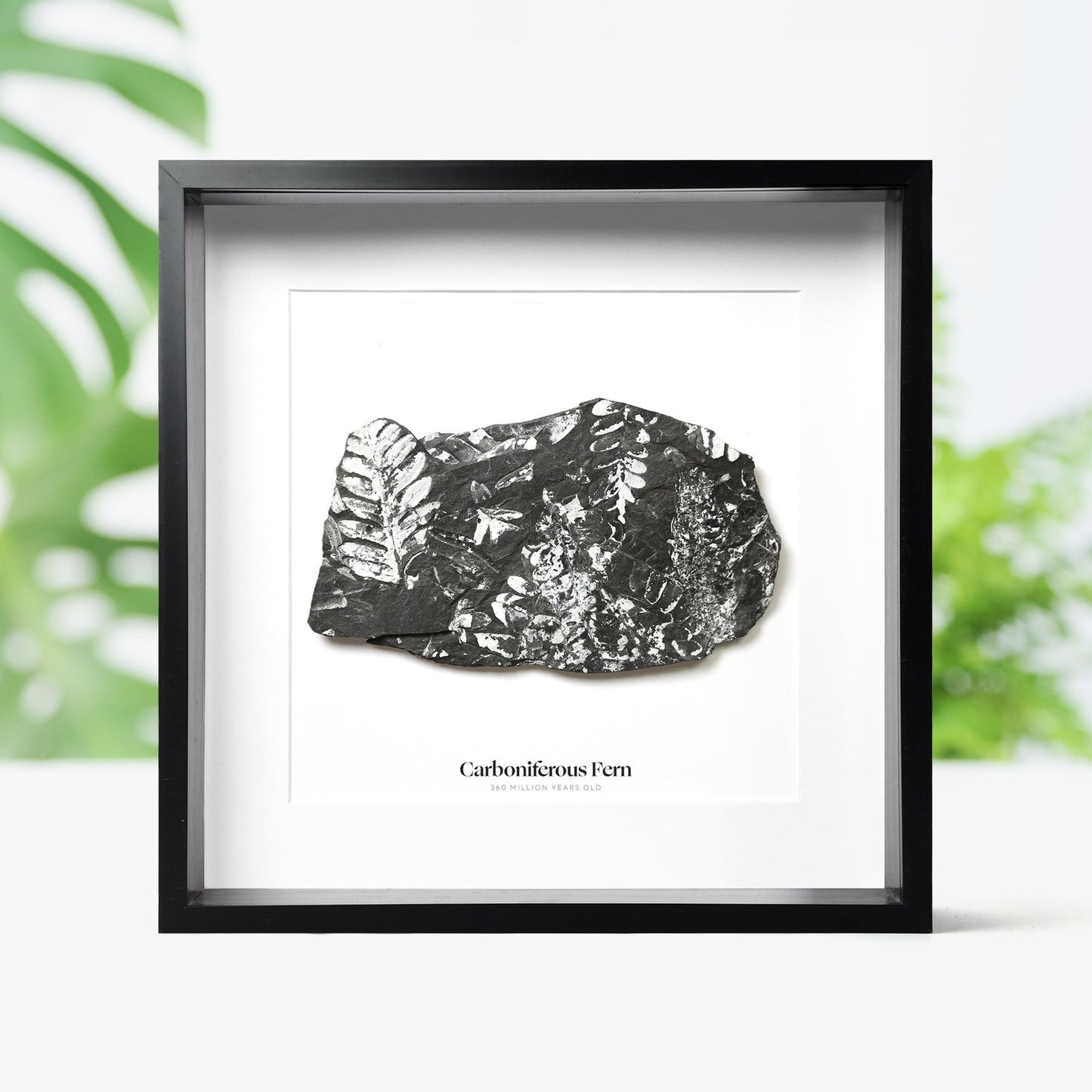 Carboniferous Fern