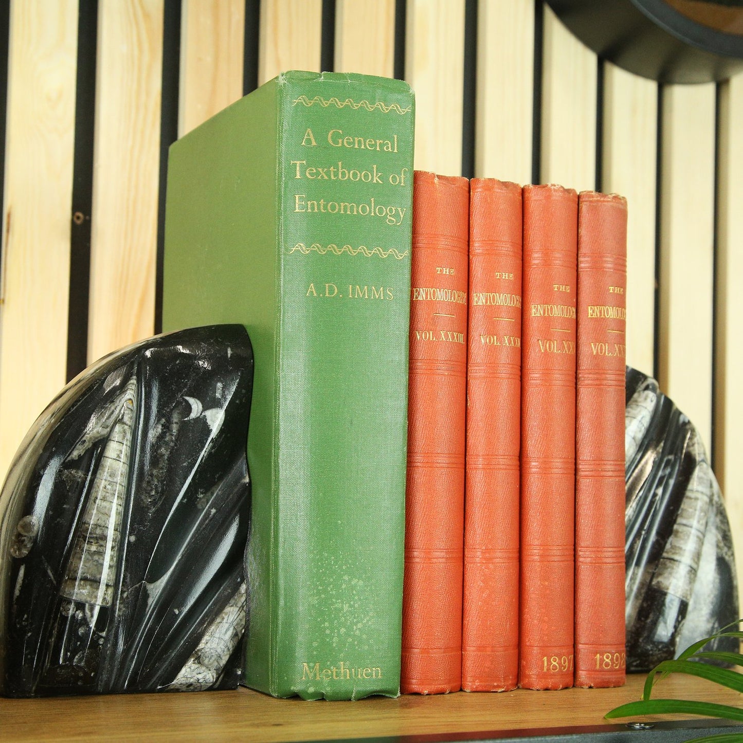 Black Marble & Belemnite Bookends