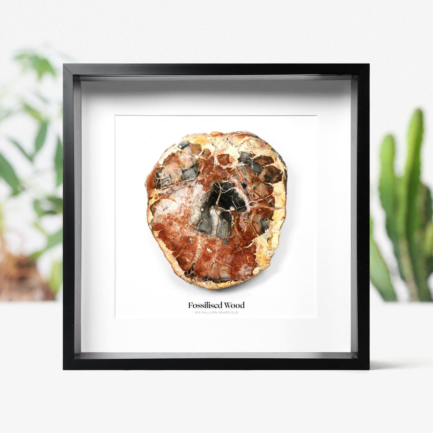 Fossilised Wood