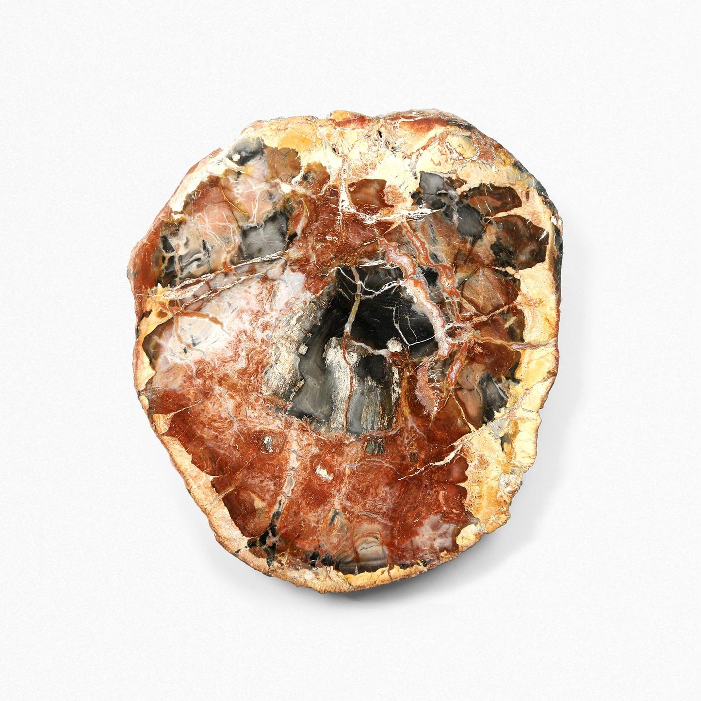 Fossilised Wood
