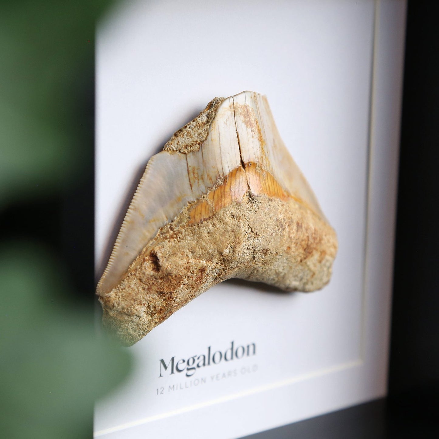 Megalodon Tooth Fragment