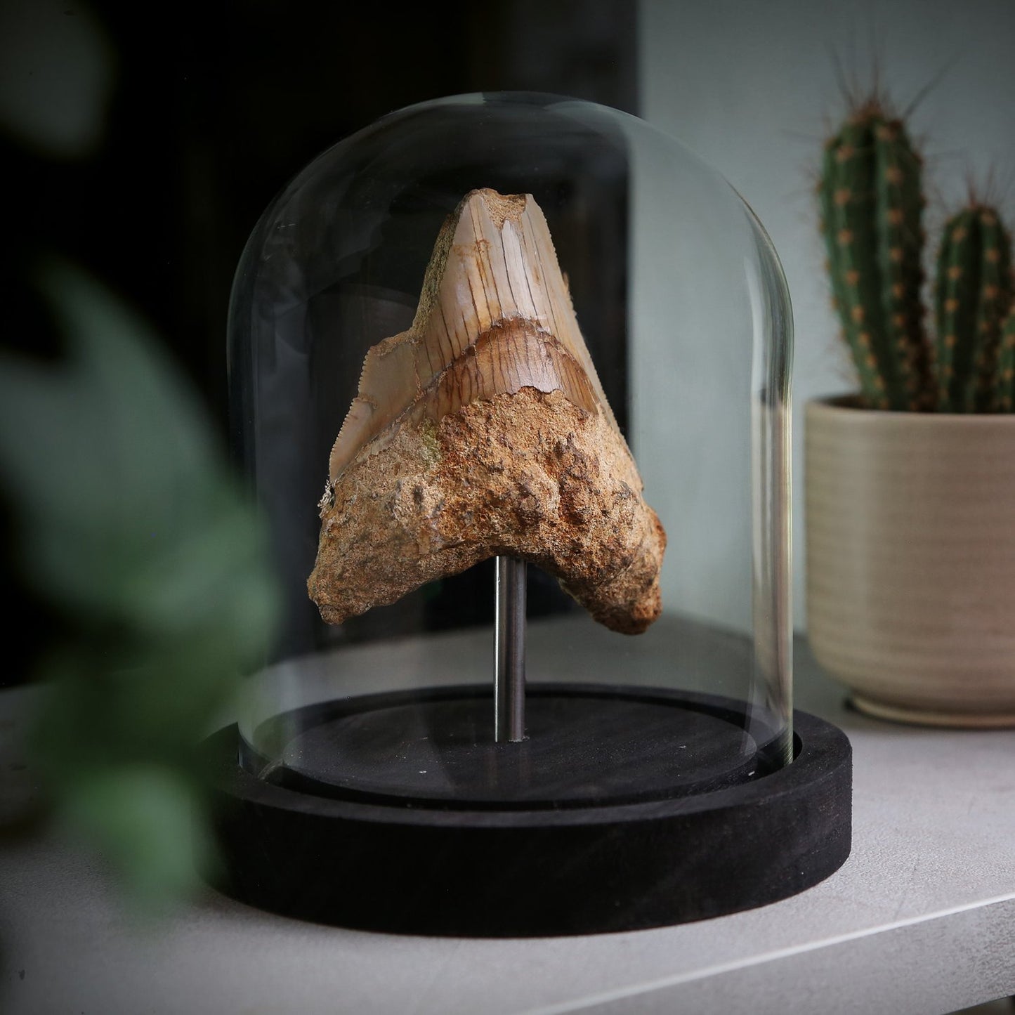 Megalodon Tooth Fragment