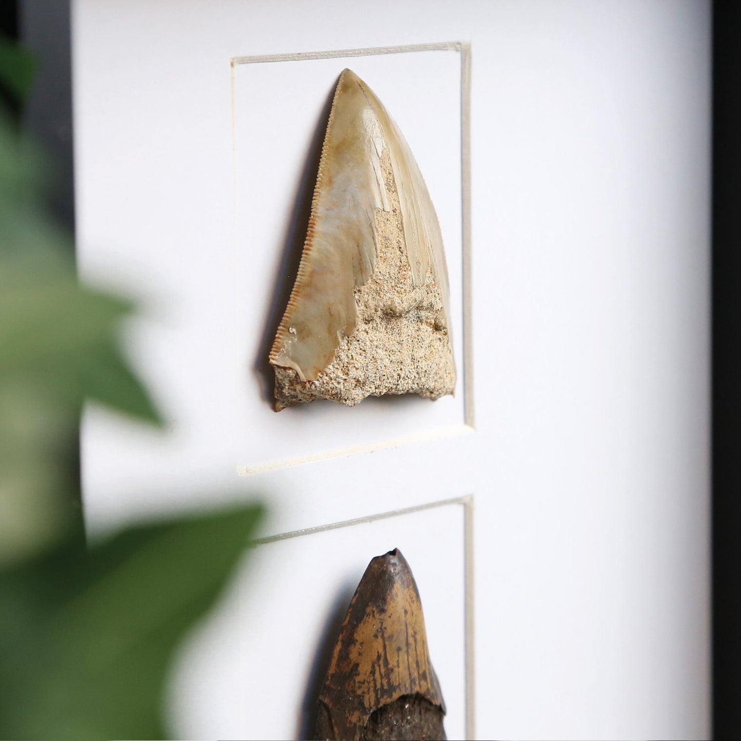 Megalodon Tooth Fragment Myriad