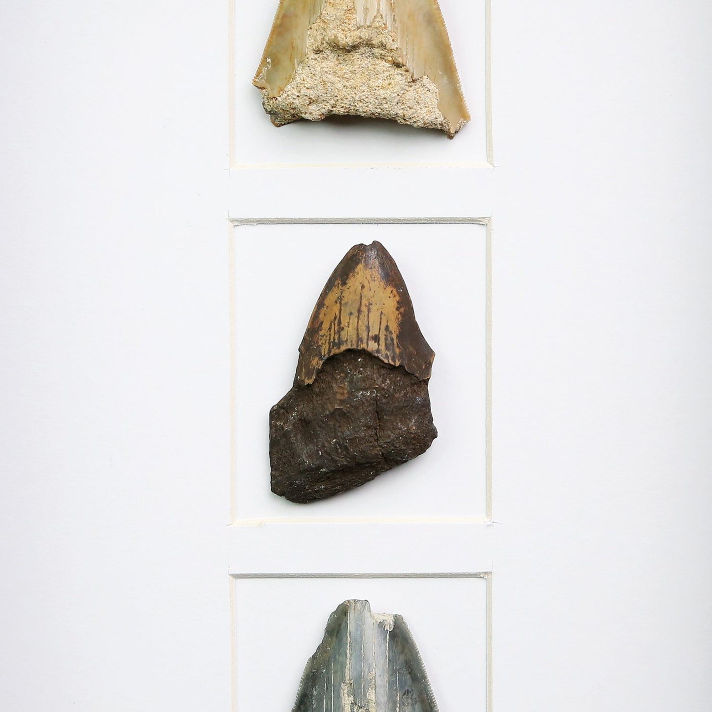Megalodon Tooth Fragment Myriad