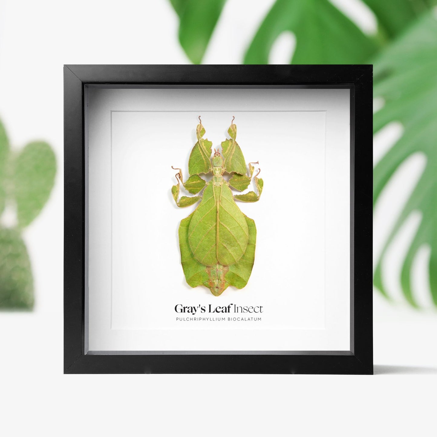 Gray's Leaf Insect